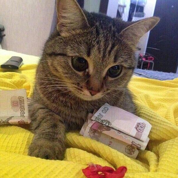 cutestscats's tweet photo. Money stacks and pure boss 😻💰 https://t.co/Np9ZIBuMRO