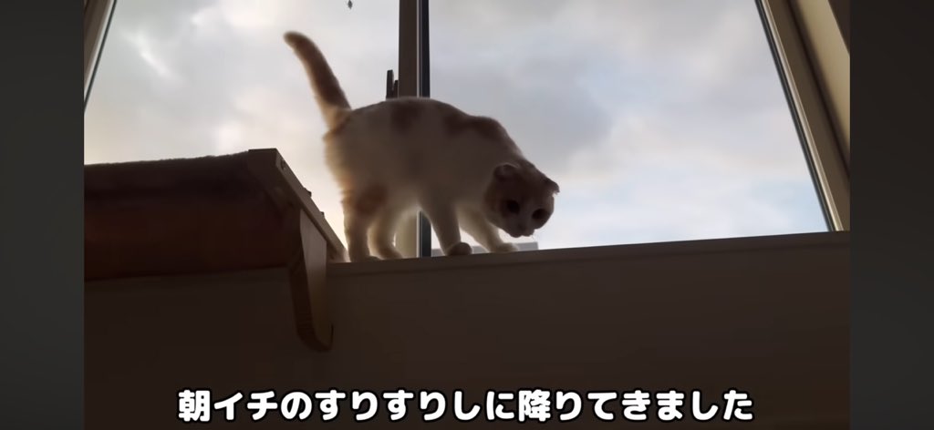 ashitawarau's tweet photo. 本当の意味でのすりすり姿は動画に映っていない。
猫にも尊厳があると思うので、目やにを取ってから撮影してあげてほしい。
そして朝5時の空には見えない。今時期の関東の空なら、むしろ夕方3時くらいの感じかと。
#もちまる日記 https://t.co/uMrRBE49v4