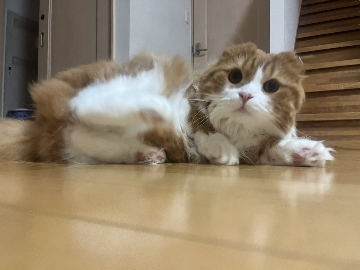 abo_chance's tweet photo. にゃっ？！ https://t.co/WGIxM2Esil