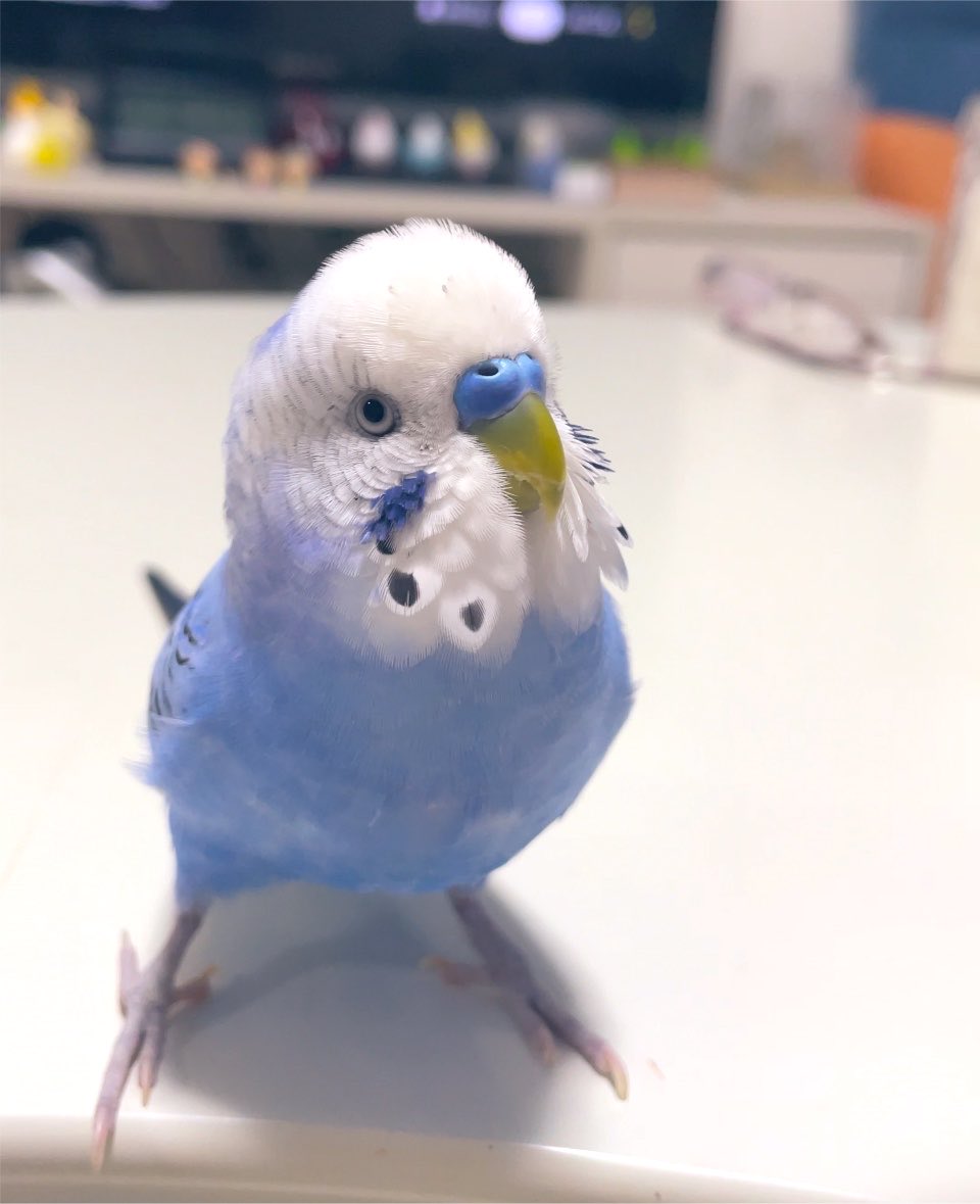 pppppisk's tweet photo. 明日休みなのでたまにはちょっぴり夜更かししましょう！ https://t.co/vgd93DbjtM