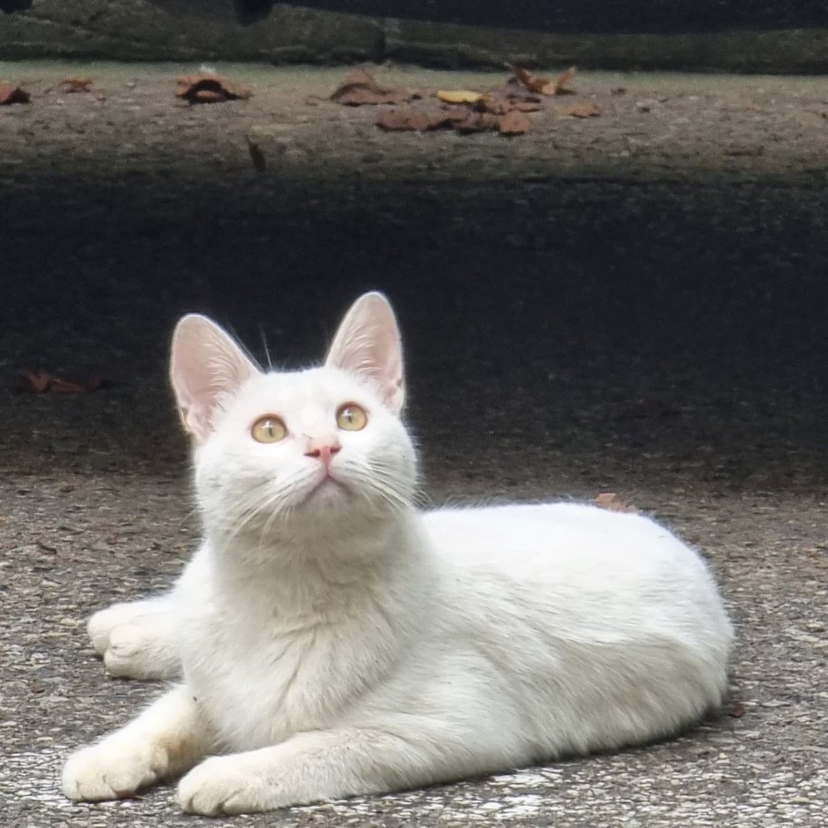 yuu_uu_0's tweet photo. 고양이 키우는 사람들한테 너무 궁금한게
가만히 있을땐 그냥 평범(?)한데
왜 안아들면 허리가 고무고무되는거야??? 너무궁금해
무슨 치즈마냥 애들이 늘어나 https://t.co/wdjWAbe4iY