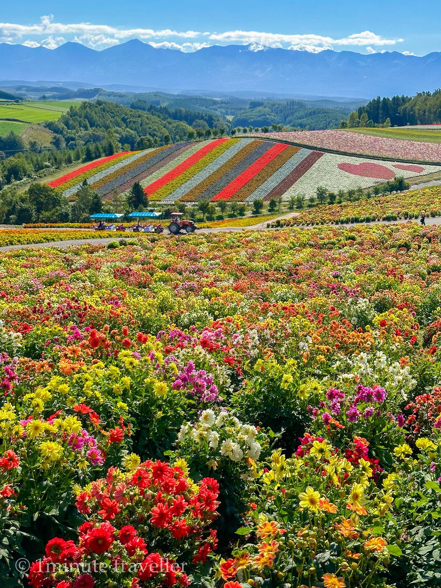 1min_traveler's tweet photo. 美瑛の四季彩の丘
Colorful flower field in Shikisai-no-oka in Hokkaido.
📲2024-09-09 #iPhone14ProMax https://t.co/De8Im0ke2J
