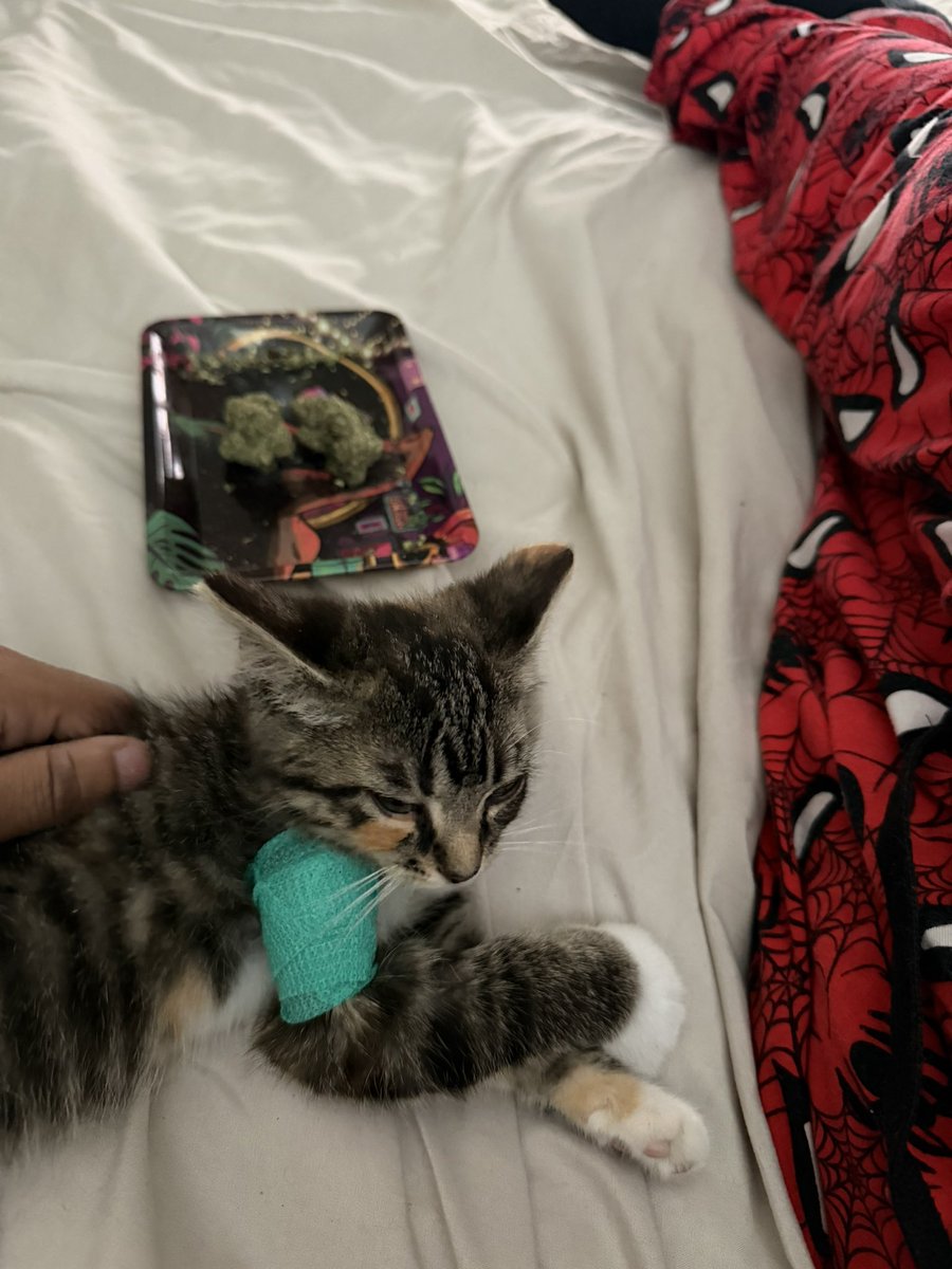 sexandmarigela's tweet photo. Me &amp; My Kitten Both Got Jumped This Week https://t.co/nwBJ5LCiY7