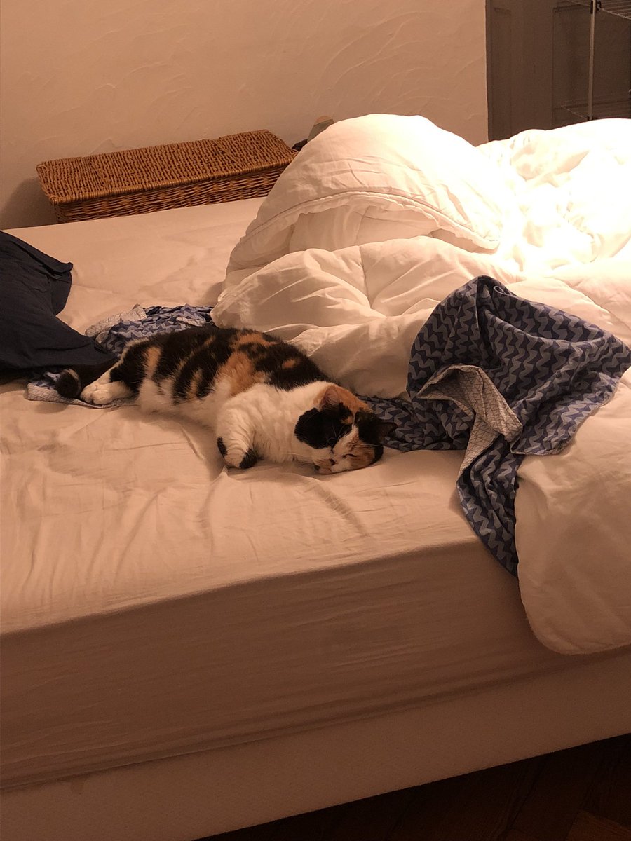 n18845's tweet photo. @Tipunchdutpb Mon gros bébé chat Mitsou qui est partie en décembre 2023 😔elle me manque tous les jours https://t.co/t1QayuYQge