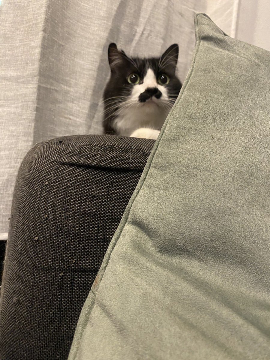猫教授 (@yaskaz) / Posts / X
