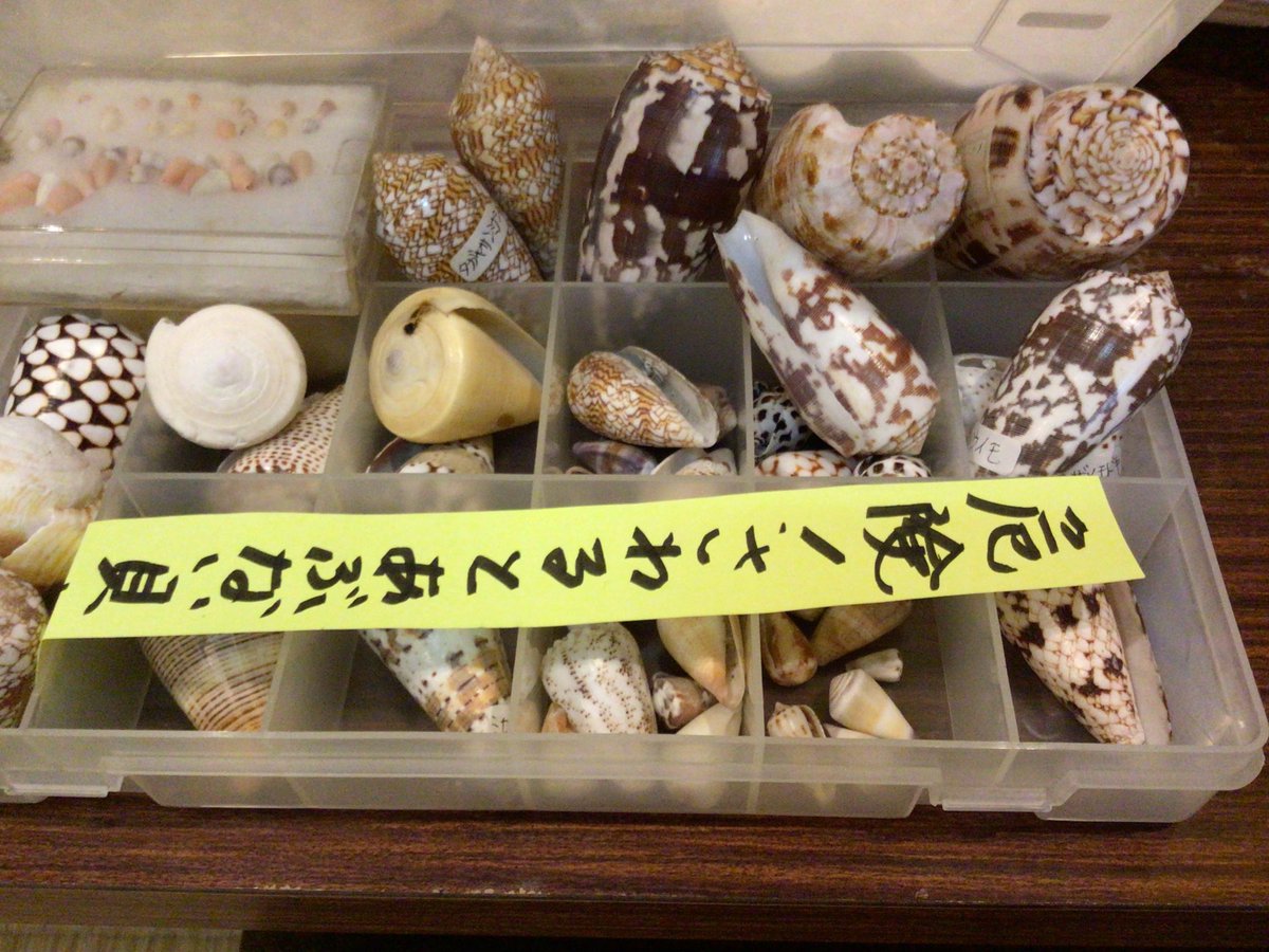 イモガイ】 小さな貝殻もイモガイ この貝類は猛毒を持っているものが