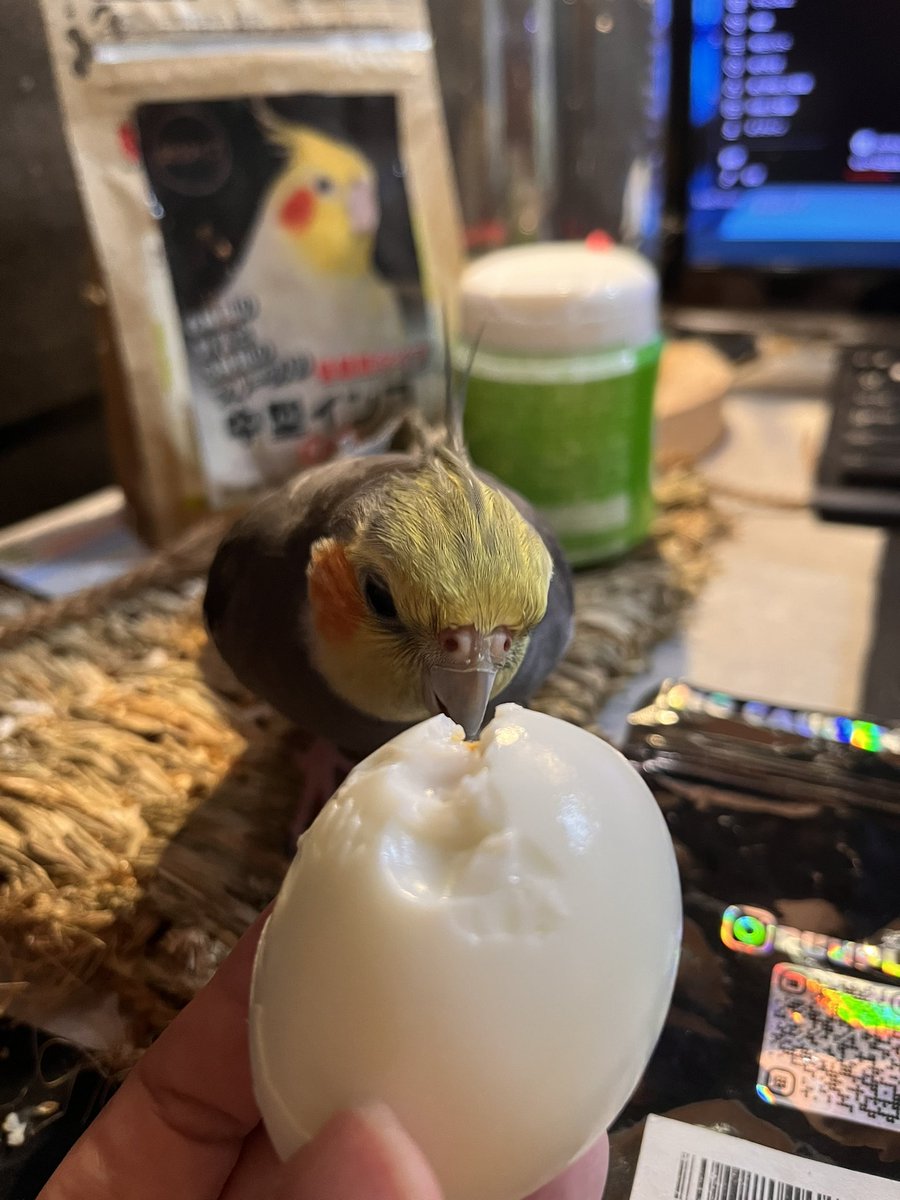 GNH4PAL's tweet photo. ゆで卵を食べる🥚🐥👤 https://t.co/UCRFiHHQwO