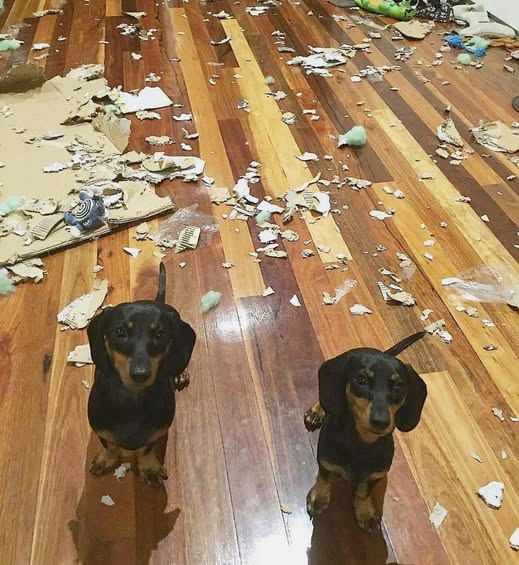 salsichinhas's tweet photo. Que bom que você chegou, mãe! Como foi o seu dia? O nosso foi ótimo... https://t.co/teChncgABp