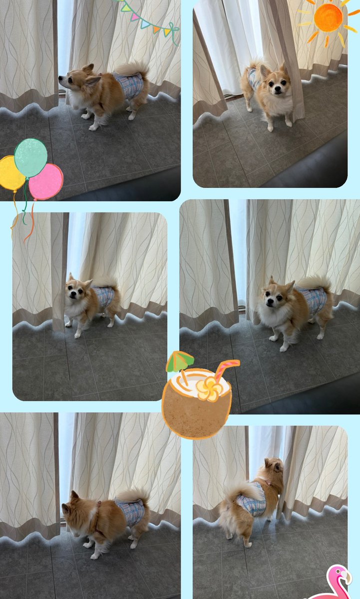 ikutan777's tweet photo. 本日の『あっちっちーだからベランダはダメだよ』に悶々とするチワワ🐶 https://t.co/tAPGK0WErD