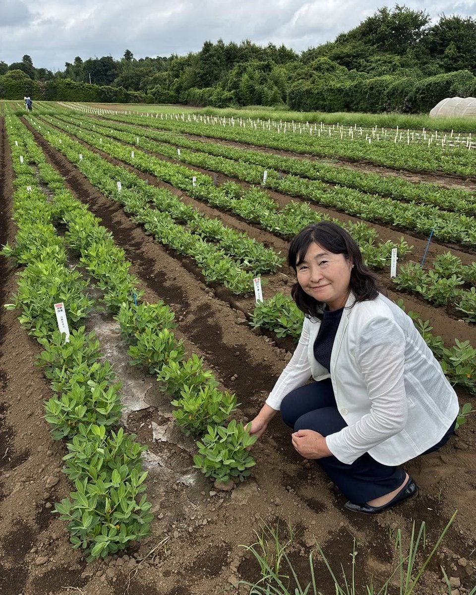 irie_akiko's tweet photo. 今週は９月定例県議会の代表質問に向けた勉強会が続きました。休会日には、全国で唯一の落花生研究室を視察調査しました

🌸入江あき子 県政ダイジェスト 7/25号｜落花生研究室を視察・代表質問準備

📝今週のひとこと
今週は９月代表質問に向けての勉強会を踏まえての質問項目の検討、県農林総合センター落花生研究室への視察などで連日朝からフル稼働。猛暑の中での活動は身体に堪えました。

📝活動日誌
・7/20(月) 直島・倉敷を訪問、大原美術館などを鑑賞
・7/21(火) 県議会棟で代表質問の個別勉強会
・7/22(水) 代表質問の個別ヒアリング
・7/23(木) 印旛沼二期地区の推進協議会総会に出席
・7/24(金) 八街の落花生研究室を視察調査

📝来週に向けて
来週は、県保健医療大学への視察調査、代表質問の会派第1ステップ勉強会、酒々井町での出前立憲民主党、地元の有機農家さんたちとの意見交換会等々。猛暑の折、お身体大切にお過ごしください。

📢お知らせ
8/1(土)酒々井町で入江あき子×白井のりくに議会報告会を開催
https://t.co/9kfssauLlG
入江あき子の県議会報告 夏号発行 介護現場の今を特集
https://t.co/gQ0iofTB0l

続きはブログでご覧ください👇
https://t.co/39a5JKwpyR

#入江あき子 #千葉県議会 #佐倉市 #酒々井町 #落花生 #代表質問