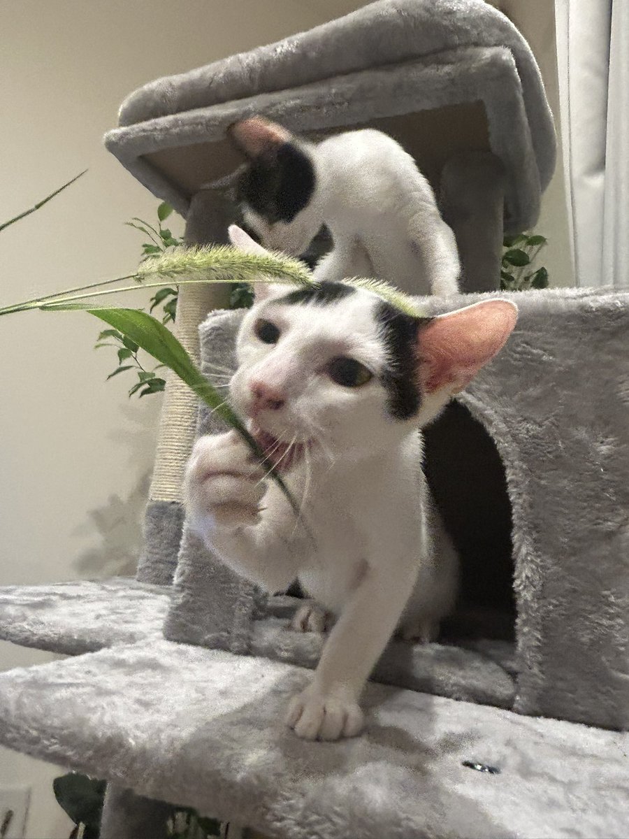 haluaki0619's tweet photo. キャットタワー満喫してるようで私（購入）と父ちゃん（組み立て）満足。 https://t.co/mBt4o5vIxP