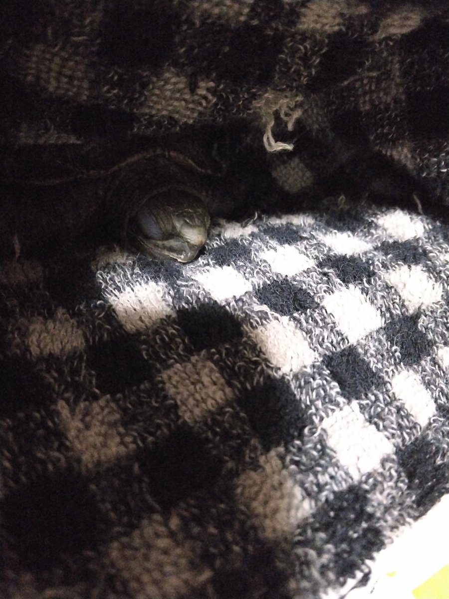 davidofheart's tweet photo. お利口さんだから寝てる💤 https://t.co/RZNIzNjbWH
