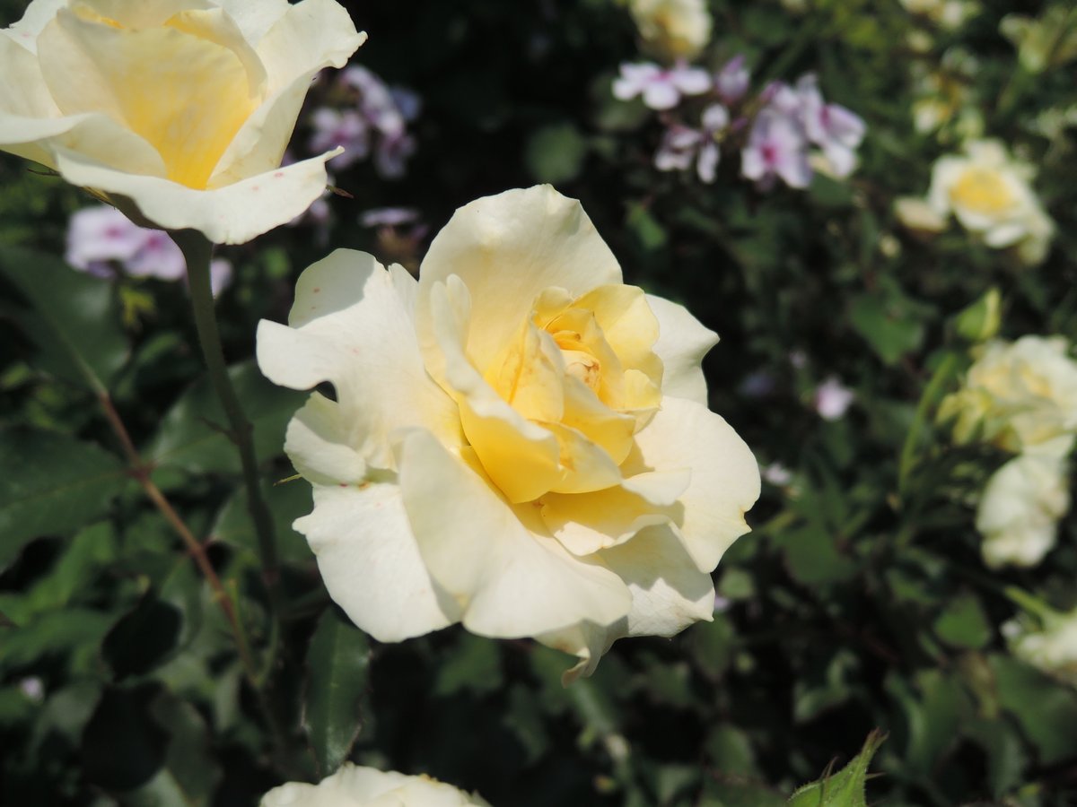 hayayoshi's tweet photo. Roses in Joshu #Rose https://t.co/QMXU1DD4wY