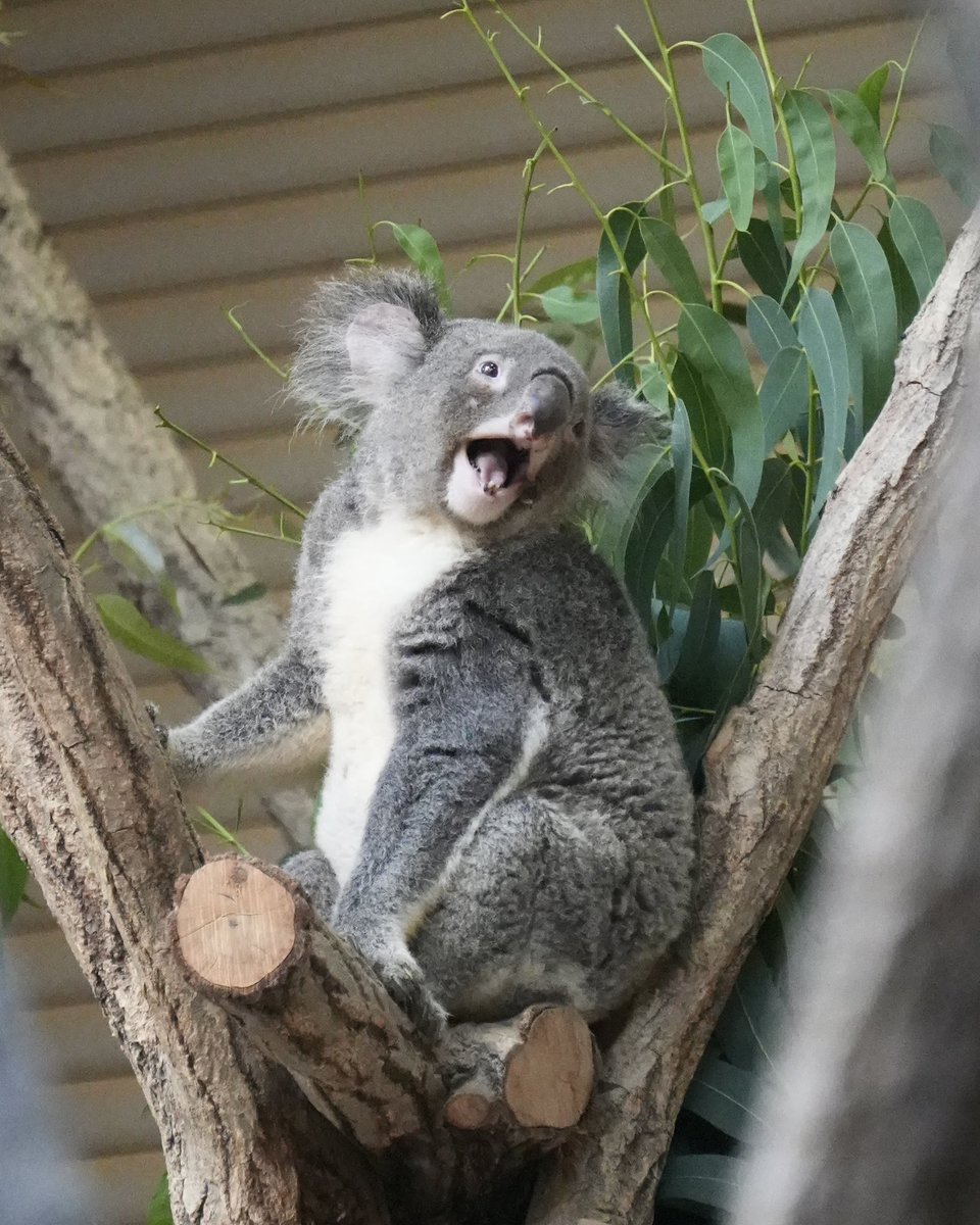 コアラ しゅうまつだわーわー🐨🎶 2026.07 #コアラ #koala #東山動植物園 #ワトル