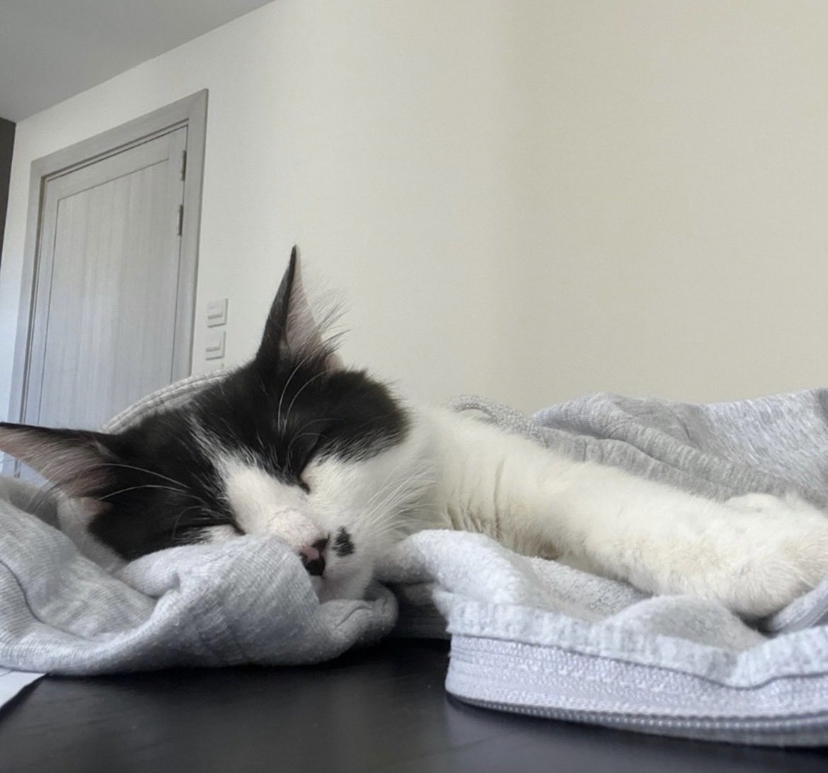 Youdontknow1001's tweet photo. My cats 🥺 I miss em https://t.co/FjLEfZXBJS