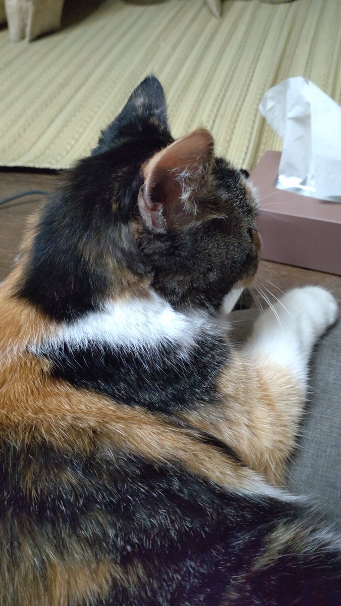 mjlnir2010's tweet photo. 急に甘ったれてくるじゃん https://t.co/bd16MWUV0M