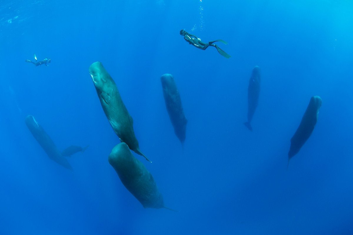 WorldofZoology's tweet photo. Sperm #whales may blow bubbles in their sleep! 🐋 
While resting vertically below the surface, they release gas to reduce buoyancy and stop themselves drifting upward, making fine adjustments even while they are thought to be asleep. #SpermWhales
https://t.co/4BMEwOHBPE https://t.co/flgx0czVUW