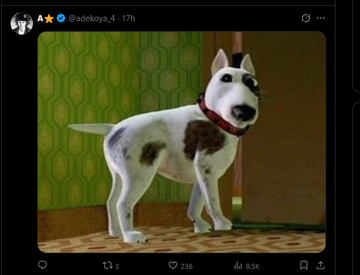 boolishdeployor's tweet photo. HOLY FUCK I FOUND SOMETHING SUPER GENERATIONAL

This dog named Bean is going GIGA VIRAL on X with almost 3M+ VIEWS already in under 24 hours

He literally looks like he came out of a PS2 Video Game

PEOPLE ARE MEMEING HIM IN THE COMMENTS JUST LOOK AT THEM! https://t.co/1eitddtJux