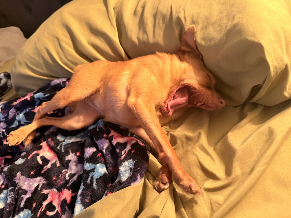Cricket The Dog tweet media