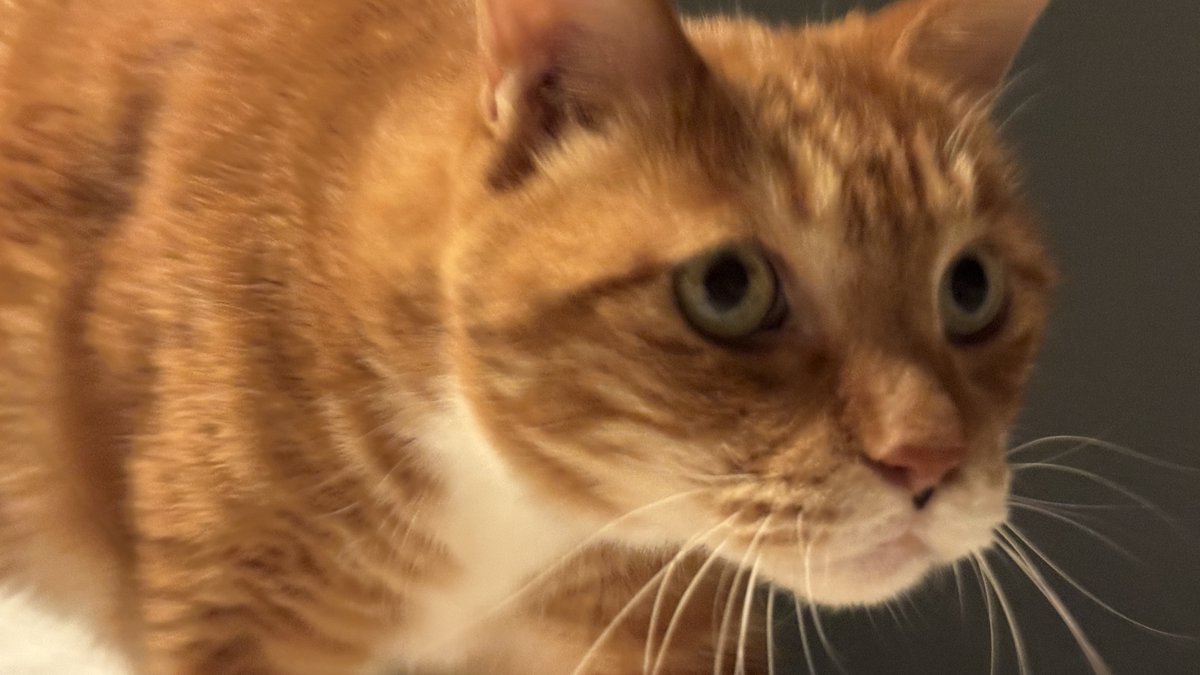 confit_theCAT's tweet photo. 어딜 보는 거야 난 여기 있는데 https://t.co/Ivwo2C4iCA