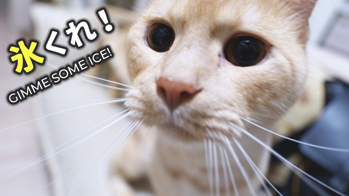 Solathacat's tweet photo. 氷遊びが大好きな猫…水浸し対策してみたら

https://t.co/55TvLOIoT4

#猫のSola
#猫動画
#猫好きさんと繋がりたい
#猫のいる暮らし https://t.co/lQaUBVzcBo