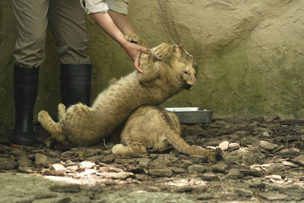 yoshinori_zoo's tweet photo. そーっと転がされる子どもたち
#ライオン #富士サファリパーク https://t.co/HfaYGY3ZHI