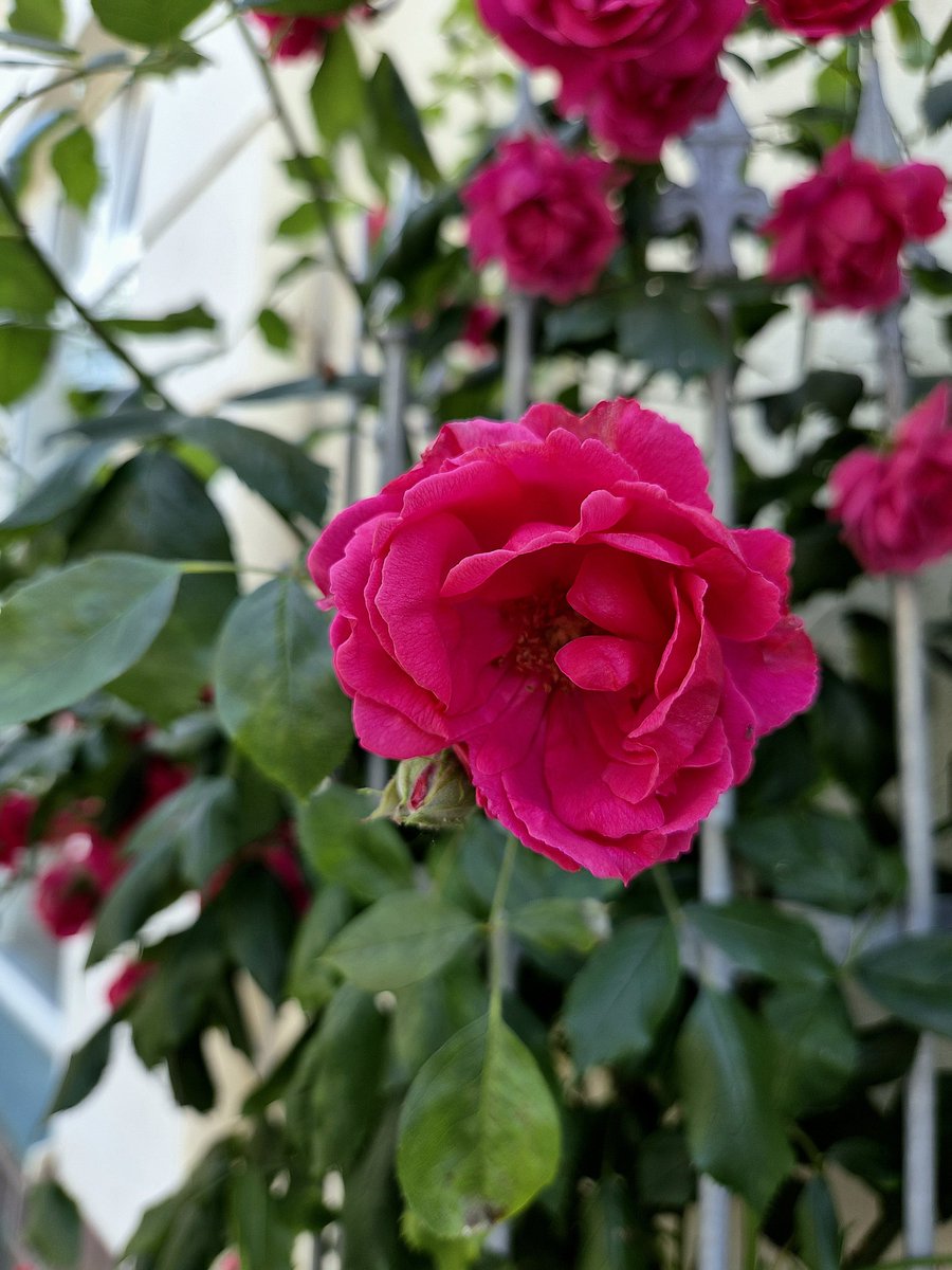 chriz31_07's tweet photo. Drop the last flower photo you took 🥀

#flowersonfriday https://t.co/aXKPgoBA57