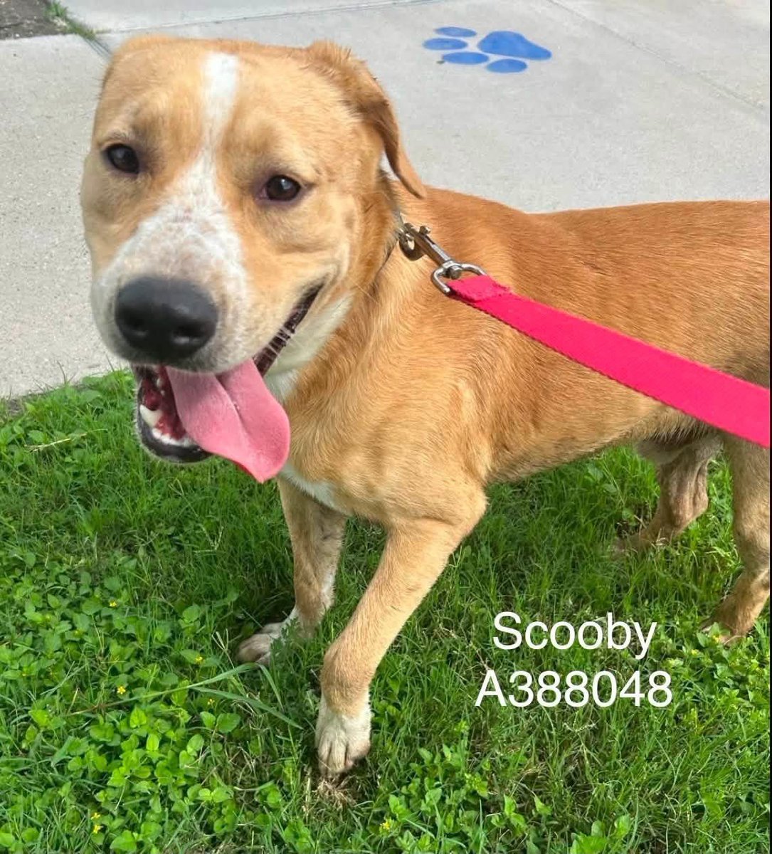 LisaBrabson's tweet photo. SCOOBY #A388048 1yo
Our precious little SCOOBY has been KILL listed by cruel #CorpusChristiACS 🤬
They want to KILL our darling boy,just because he hates Shelter life
He belongs in a loving 🏡 where he is cherished❤️
PLZ⌛️ HURRY TO #CORPUSCHRISTIACS &amp; #ADOPT 
PLZ  #PLEDGE4RESCUE https://t.co/bRjRHZd5rR