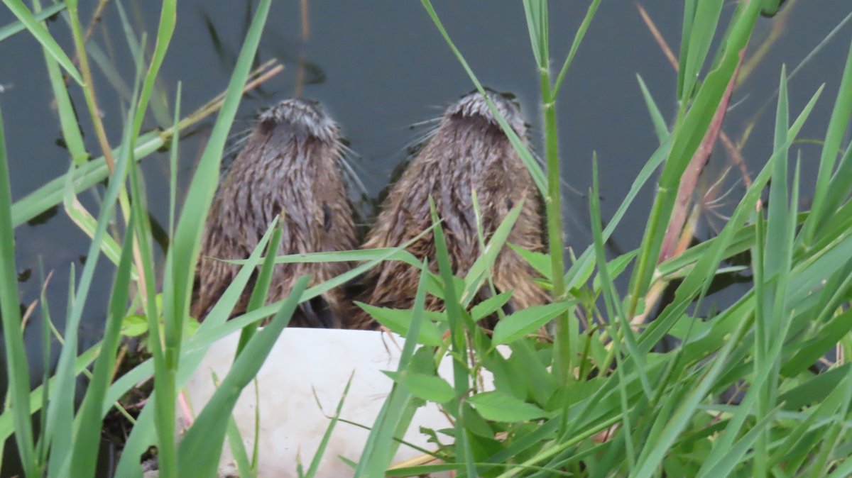 nutriabot's tweet photo. 今日のヌートリア チビちゃん3匹 Mヶ丘公園 7月24日
#nutria #coypu #ヌートリア #ragondin #緑ヶ丘公園 https://t.co/KCgMEBjgZP