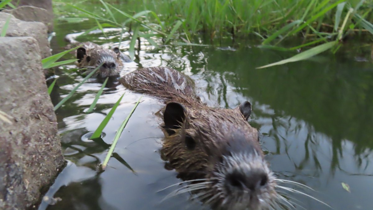 nutriabot's tweet photo. 今日のヌートリア チビちゃん3匹 Mヶ丘公園 7月24日
#nutria #coypu #ヌートリア #ragondin #緑ヶ丘公園 https://t.co/KCgMEBjgZP