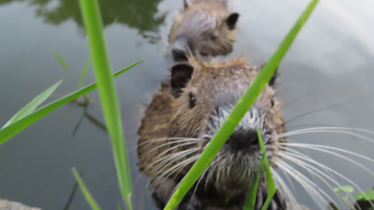 nutriabot's tweet photo. 今日のヌートリア チビちゃん3匹 Mヶ丘公園 7月24日
#nutria #coypu #ヌートリア #ragondin #緑ヶ丘公園 https://t.co/KCgMEBjgZP