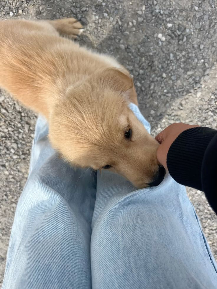 dogssaveworld's tweet photo. Soft nose on my jeans 🐶✨ https://t.co/2fG8dJ5pKk