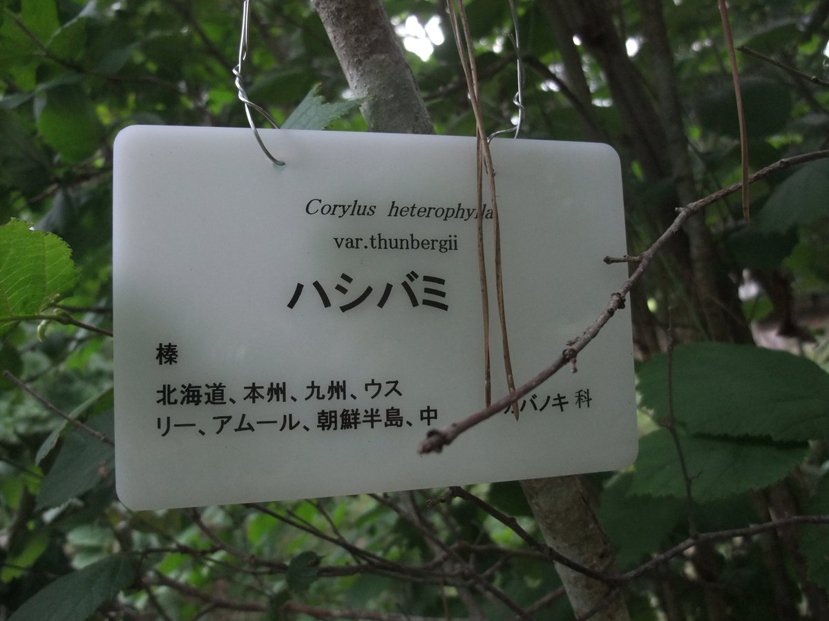kitainoue's tweet photo. #京都府立植物園 、【大芝生地】の東
ハシバミ
🌲🌱🍄🌻🌳🌺🌹🌵🌴 https://t.co/HVQFrxv5OR