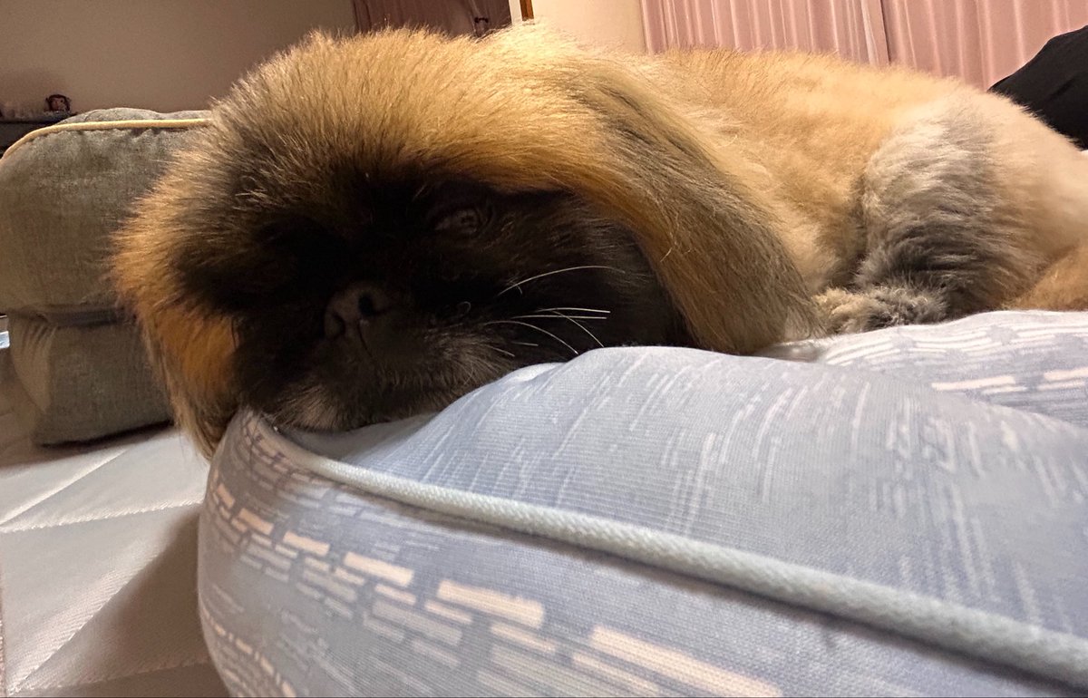 fuuow3's tweet photo. 帰宅が遅くなりすぎたからか…
私に背中を向けて寝る僕ちん。

拗ねてるのか？

ごめん🙏🙏 https://t.co/mtZ9zZvH5A