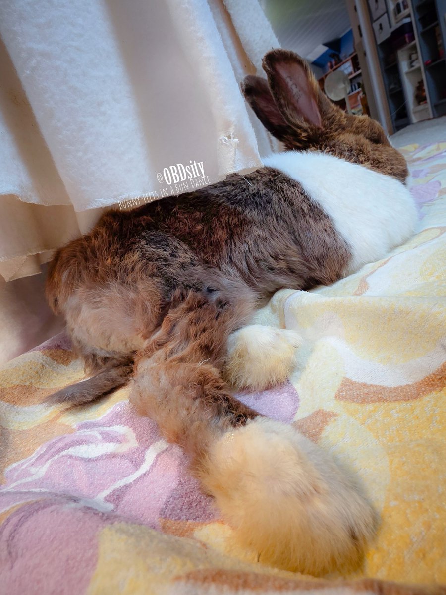 obdsity's tweet photo. Phini Pheets βΊοΈβΊοΈβΊοΈ
#FiniFriday #BunnyButtFriday https://t.co/F8iZcSl3Pk