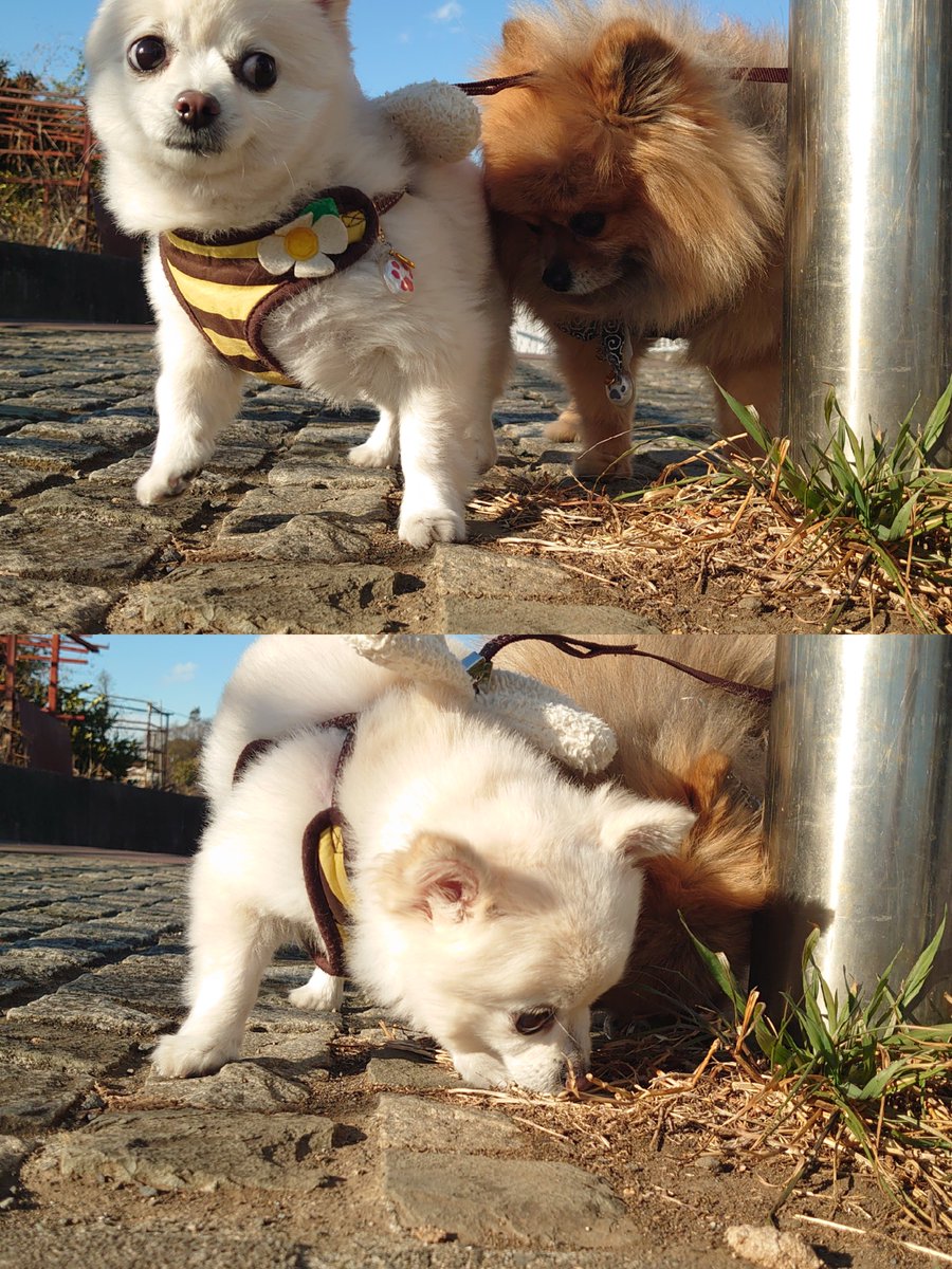 harepiyopiyo's tweet photo. るるたんに ぐにゅってされる冬 2025 https://t.co/XVxN36wy9y