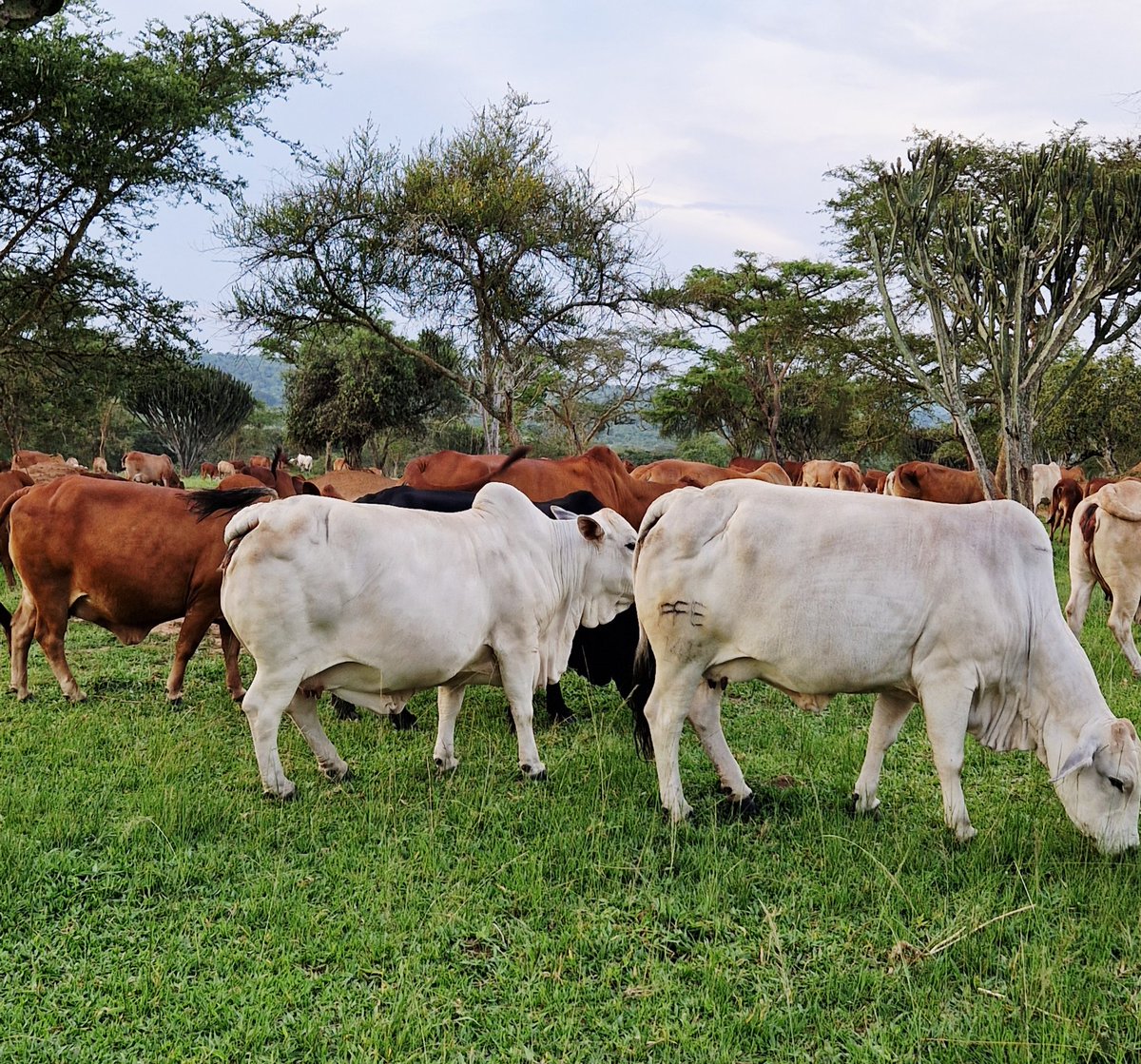 akajosh1's tweet photo. Friday Market Day

Your potential customer(s) might be on this timeline.

#FridayMarketDay 

Frank-Farm Estates Ltd Sembabule (@FFarmEstates1)  

Your home for Pedigree Boran, Brahman and Ankole Cattle Genetics. https://t.co/LYINAD70v7