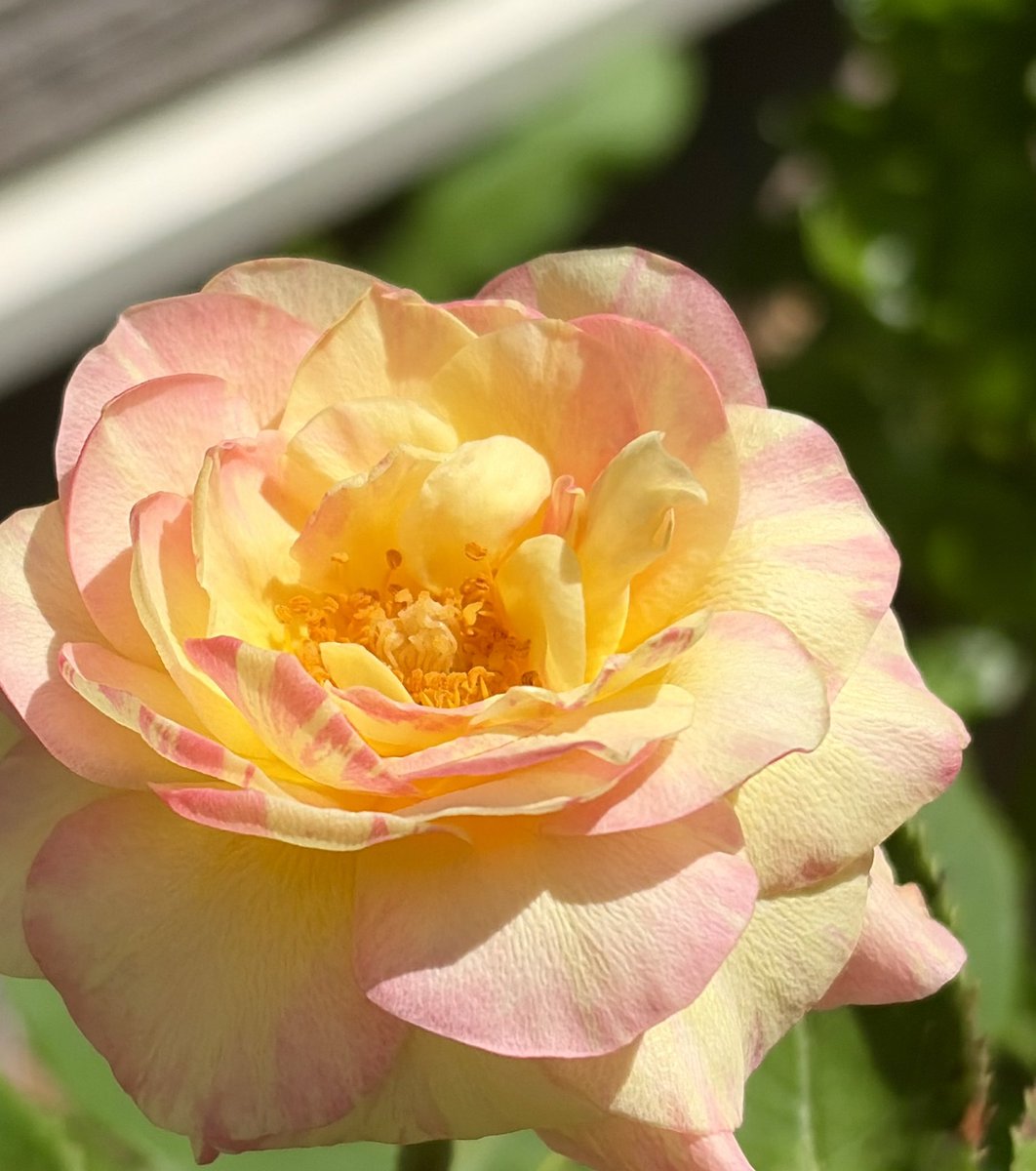 26tyuru's tweet photo. 薔薇もすぐ焼けちゃう（ ;  ; ）暑すぎ
アロマティカスいつも失敗するけど今回は元気そう🌱なんなら本体よりちぎってオリーブの鉢に挿したやつの方が元気な気がする https://t.co/swGBHM8e8u