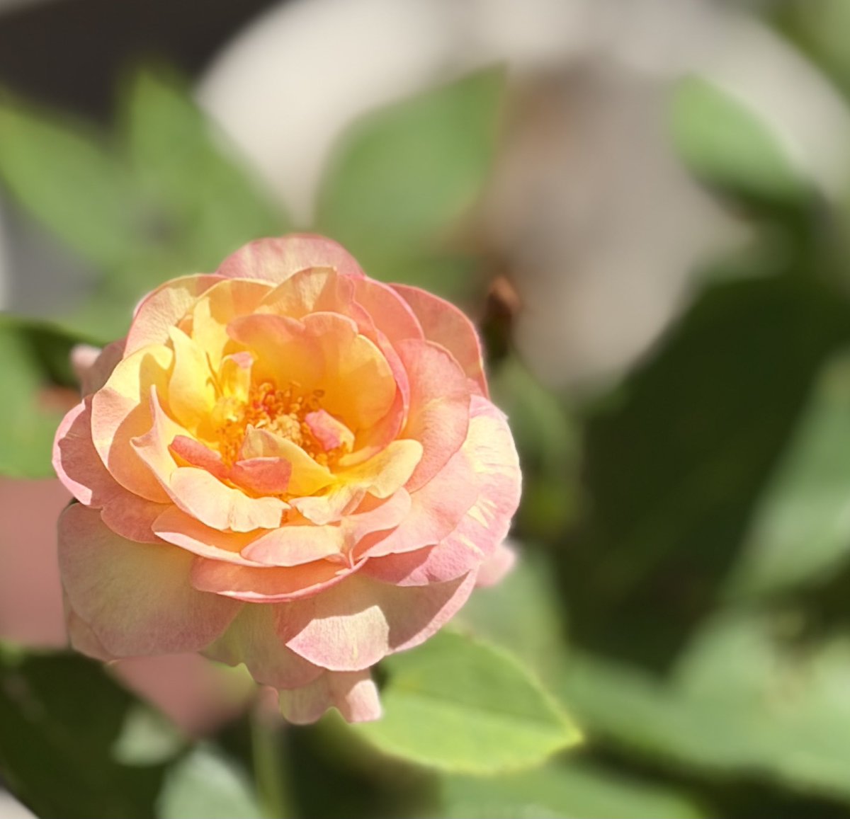 26tyuru's tweet photo. 薔薇もすぐ焼けちゃう（ ;  ; ）暑すぎ
アロマティカスいつも失敗するけど今回は元気そう🌱なんなら本体よりちぎってオリーブの鉢に挿したやつの方が元気な気がする https://t.co/swGBHM8e8u