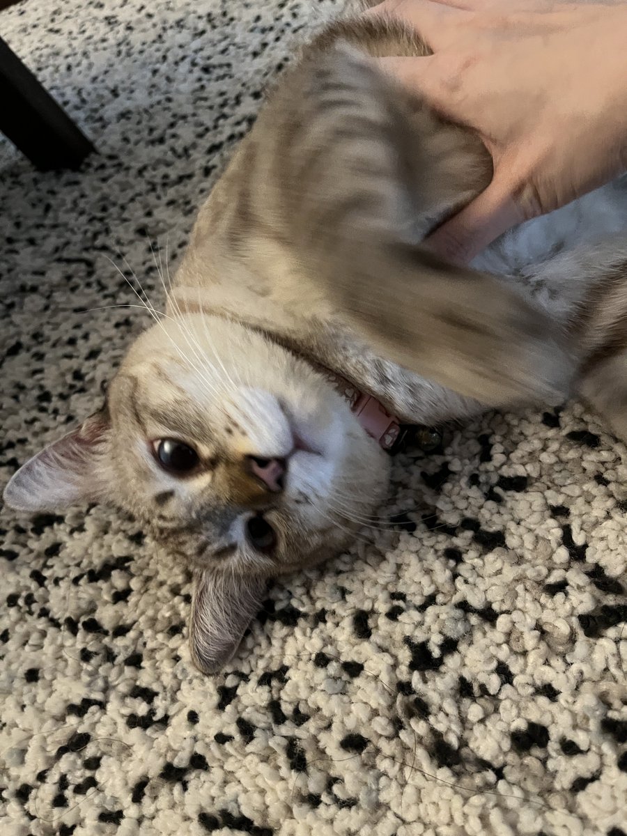 Maichaiphuchai's tweet photo. @sunhomemie พริกไทย said คิดถึงหนูหรอคะ 😻

#Almondbabybigboy
#ด้อมภภ #PSPW https://t.co/7ek1TohHYn