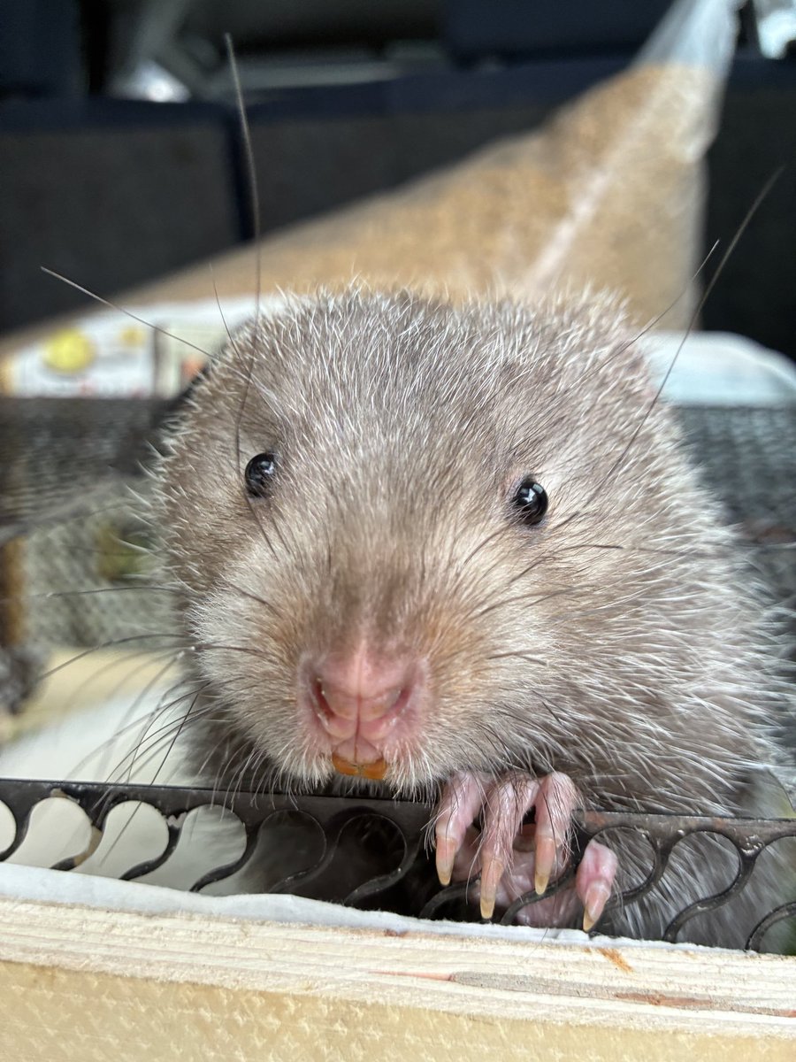 kenjisone2's tweet photo. こんばんは！
明日から埼玉スーパーアリーナで行われるエキゾチックレプタイルズエキスポにはパームシベット、ミーアキャット、タケネズミ、カンムリシャコの他沢山の生体を連れて行きます。
＃パームシベット
＃ミーアキャット
＃タケネズミ
＃カンムリシャコ https://t.co/UQCPZqwMT1