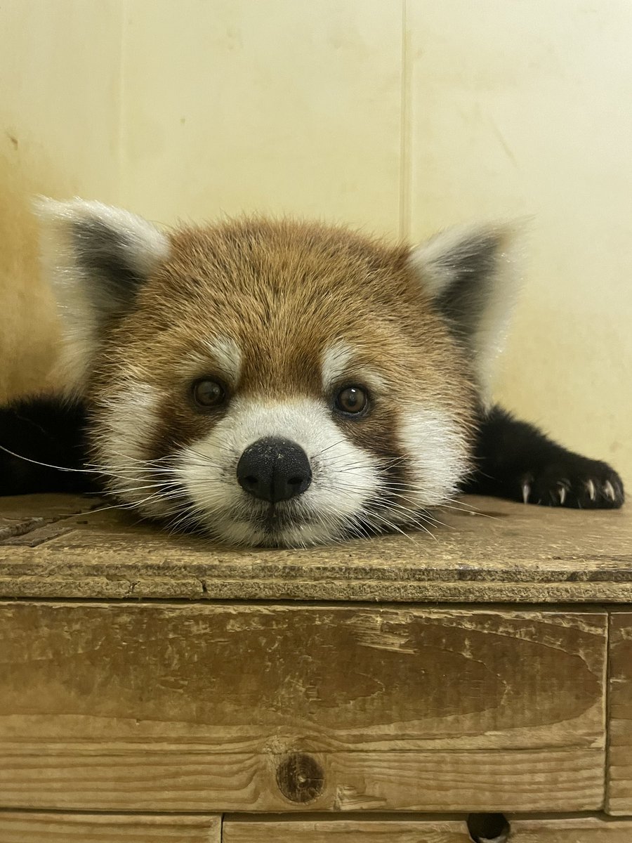 千葉市動物公園【公式】 tweet media