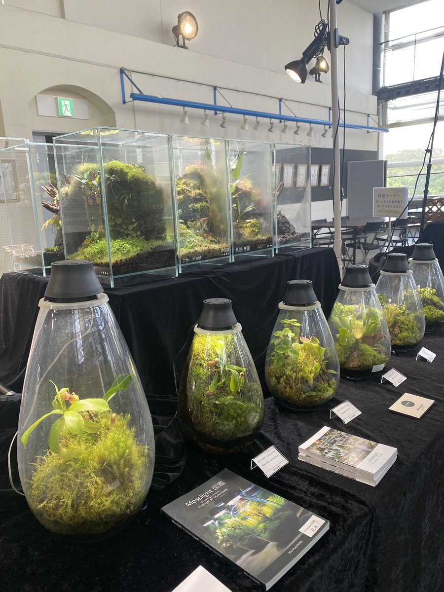 mosslight1955's tweet photo. 虫を食べる植物展 2026
開催期間　2026年7月18日(土)～9月23日(水・休)

咲くやこの花館

モスライトの食虫リウムは
8月31日迄 https://t.co/hwOlH74uaG