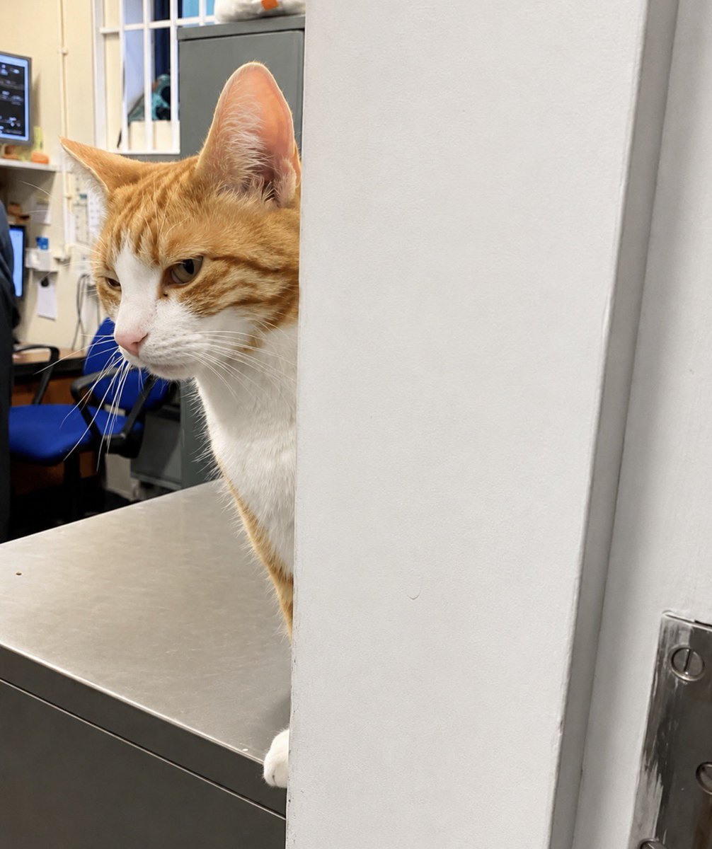George The Stourbridge Junction Station Cat tweet media
