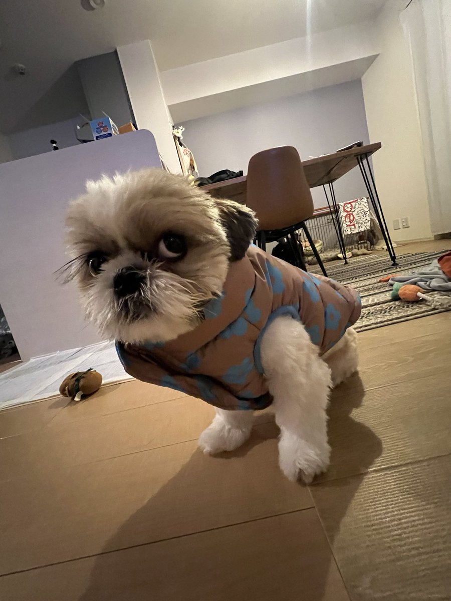 Ol29_23's tweet photo. 買ってきたお土産、もう少し嬉しそうに着てくれてもいいんだよ？ https://t.co/dKt70s3h9n