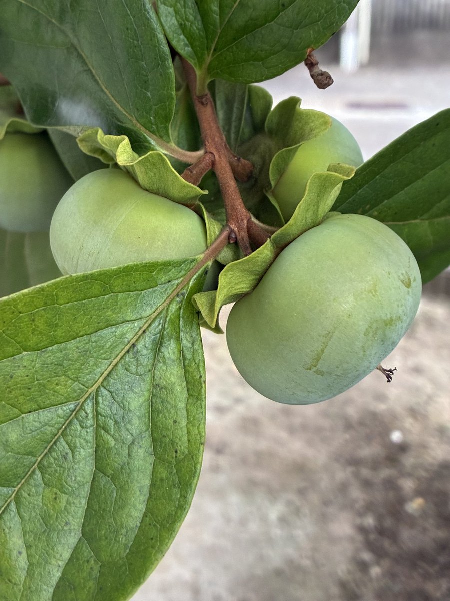 ShimakkoSilk's tweet photo. 今日のお野菜と柿の様子 https://t.co/621nAkiEP1