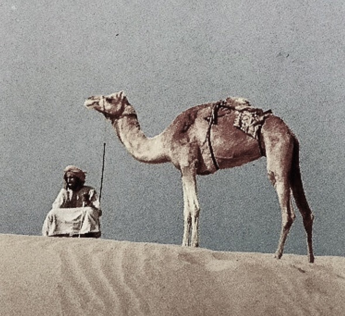 Hmd_Almarar's tweet photo. سعيد بن عتيج الهاملي
الشاعر الذي رأى مقتله في المنام
ومات مرّتين ؛ عند عتبة باب محبوبته .. وفي أرض المعركة

الشاعر والفارس سعيد بن راشد بن عتيج الهاملي الياسي
المعروف بـ"شاعر الظفرة"، وهو غنيّ عن التعريف
يعدّ من روّاد الشعر في التاريخ الإماراتي .. وُلد 1875م تقريبًا في حوايا - ليوا وتوفي سنة 1919م ، وكان المغفور له بإذن الله الشيخ زايد بن سلطان من أشدّ المعجبين به وبشعره ، وحرص على أن يتم تدوين كل ما قاله بن عتيج 
ولابن عتيج كغيره من الشعراء قصص وحكايات

عاش ابن عتيج على أمل أن يتزوّج بامرأة كان قد عشقها وهي المعنيّة بقصائده الغزلية الشهيرة ، ولكن حالت الفتن بينهما تارةً من كلام الحاسدين لابن عتيج .. وتارةً أخرى من سوء الفهم ، حتى افترقا 
ويُحكى أن محبوبته كانت قد أقسمت ألّا تذكر اسم بن عتيج على لسانها بعد إحدى المشاكل ، وبعد فترة جاء أحد الرجال إلى منطقة المحبوبة وسألها ( هل رأيتِ ناقتي ؟ ) .. فقالت له ( هناك عند ناقة بن عتيج .. ) فقالت اسمه على لسانها بالخطأ بعد أن أقسمت بأن لا تذكره
وعندما علمَ بن عتيج بالأمر قال الأبيات ؛
يا عون من نادى لي
ب اسمي ولو غلطان
غلطه مع لي سالي
والّا معي وقظان
وقّظت قلبٍ سالي
كاتِم على عبران

وبعد أن اشتد الأمر بينهما .. أغلقت محبوبته الباب في وجهه 
فقال ؛
من يوم غلّق بابه
يا ريلي ما وطَت
بدفن حبّه شبابه
وآغزّر له تحَت
لو هو ما ينسخى به
قم يا الحسود اشمَت
لو حفّ طِرف ثيابه
حول عظامٍ بلَت 
روح القبر تحيا به
وإن سلَّم سلّمَت

أما عن قصّة وفاته ؛ 
يُذكر أن بن عتيج رأى في منامه أن رصاصة اخترقت صدره ، وفزع من نومه وأخبر صديقه "أحمد بن بليد المرر" بالأمر وعلمَ أن موته قد اقترب ، فترك وصيته عند بن بليد للعناية بأسرته وبنات اخته
وبعدها وصل الخبر بأن بعض فرسان المناصير تأهبّوا لصدّ هجوم محتمل على ليوا .. فذهب معهم بن عتيج وركب ناقة 🐪 تسمى "الصفيرا" وبدأ القتال ، وكان بن عتيج يرمي اعداءه باندفاع مستميت
حتى قال له اصحابه ؛ ( اتّق يا بن عتيج ) 
بمعنى ؛ احتمِ يا بن عتيج واحجب نفسك عن الرصاص .. 
فكان ردّ ابن عتيج وهو يرمي خصومه بالبندقية ؛ 
( منقود .. شو بيقولن عنّي الياسيّات ؟ )
بمعنى ؛ ماذا ستقول نساء قبيلتي "بني ياس" عنّي اذا تراجعت ؟
ولا يساورني شكّ بأنه كان يقصد ياسيّة بعينها وهي محبوبته ،، أصرّ على أن يكون آخر ما تسمعه عنه هذا الحدث البطولي والمشرّف 
وحدث ما رآه في منامه ، اذ اخترق الرصاص جسده أثناء القتال ومات … وكان ذلك في أواخر سنة 1919م ، وقد انتصر سعيد بن عتيج ورفاقه في تلك المعركة واستطاعوا حماية إبل أهل ليوا رغم وفاة ابن عتيج
وكان ابن عتيج صديقًا مقرّبًا من حاكم أبوظبي الشيخ حمدان بن زايد الأول ، ومن منّا لا يعرف قصيدته اللاميّة الشهيرة التي قالها في مدح الشيخ حمدان ..

جدير بالذكر أن الشاعر "سعيد بن عتيج الهاملي" له قصيدة من روائع قصائده ، وفيها يمتدح ناقته المعروفة "الشقرا" واصفًا قوّتها ومهدّدًا بها خصومه .. ويختتم القصيدة بقوله أن لابد تشهد محبوبته على قوّته وقوّة ناقته في اليوم الموعود ؛
يا هل الخنانيج القوايا 
لي مرنّقاتٍ بسبعة أرناق
ميعادكم عيد الضحايا
ميعاد منكم كل خقّاق
عندي لكم بنت الورايا
شقرا على المدلاي محراق
وتهدّ من روس العلايا
شروى حرٍّ هدّ بارفاق
مقيّظه غرسة حوايا
مارد ظليل ومثل لفلاق
محسّرة قدم الشوايا
كنّ ارقبتها لمح برّاق
لابد نظهرهن عرايا
ويشهد لهن مدقوق الاعناق
لي في حجر عينه دعايا
ياللّي حديثه نَظم الاوراق

وبعد أن عاش ابن عتيج احداث مؤسفة ومحزنة على إثر فراق محبوبته التي ابتعدت عنه .. وفي ذات الوقت كهلت ومرضت ناقته "الشقرا" ؛ قال هذه الأبيات يخاطب فيها ناقته التي اصبحت ضعيفة مثل حالته تمامًا بعد وداع محبوبته ؛
اصبحت يا شقرايه
عيلٍْ على المسراح
وايلاچ هب ع الغايه
ما من عظامٍ صحاح
صابچ وزى شروايه
من بو هدب نشّاح
ان چان اهل العنايه
بايفعلون اصلاح
يا عوقٍ في حشايه
كل ما كتمته باح
من كثرة الهذّايه 
اهل الحچي لقباح
لي في الورى سعّايه
والويه فيه افراح