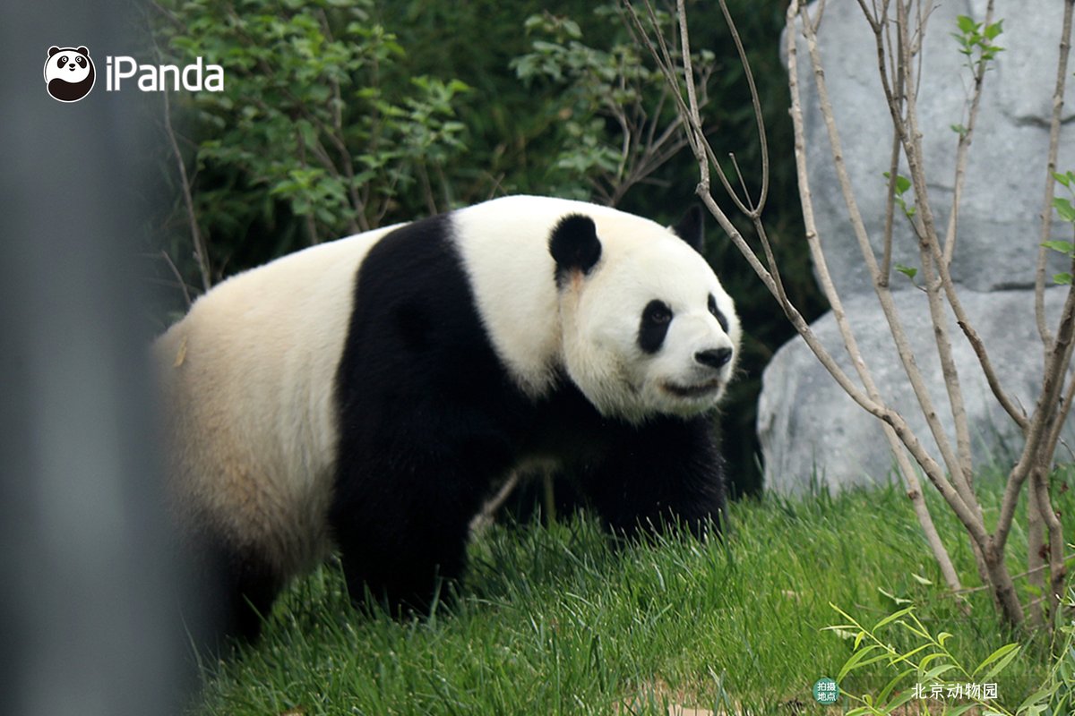 ipandacom's tweet photo. The new panda houses at Beijing Zoo have officially opened to the public. With such a comfortable environment, pandas are already loving every moment of their happy new life! (Photo credit: https://t.co/ekWzBik7XZ)  #PandaPic #PandaFun https://t.co/fignXCz1xu