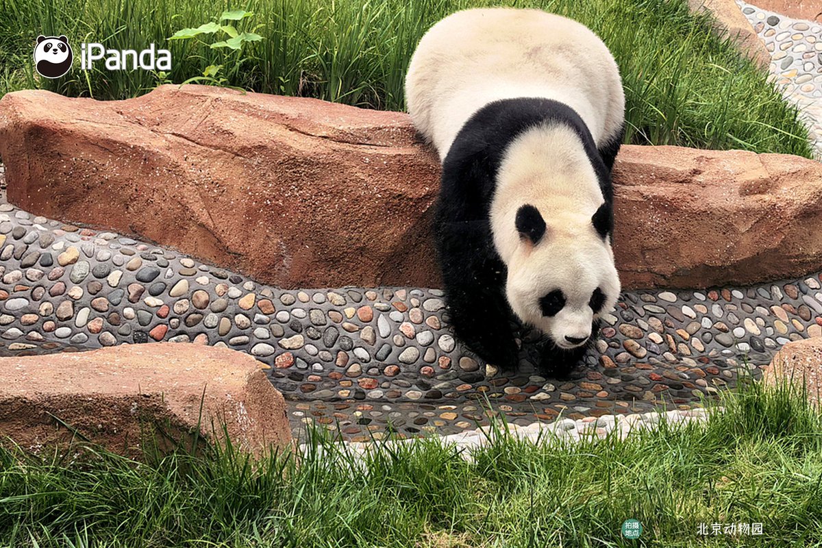 ipandacom's tweet photo. The new panda houses at Beijing Zoo have officially opened to the public. With such a comfortable environment, pandas are already loving every moment of their happy new life! (Photo credit: https://t.co/ekWzBik7XZ)  #PandaPic #PandaFun https://t.co/fignXCz1xu
