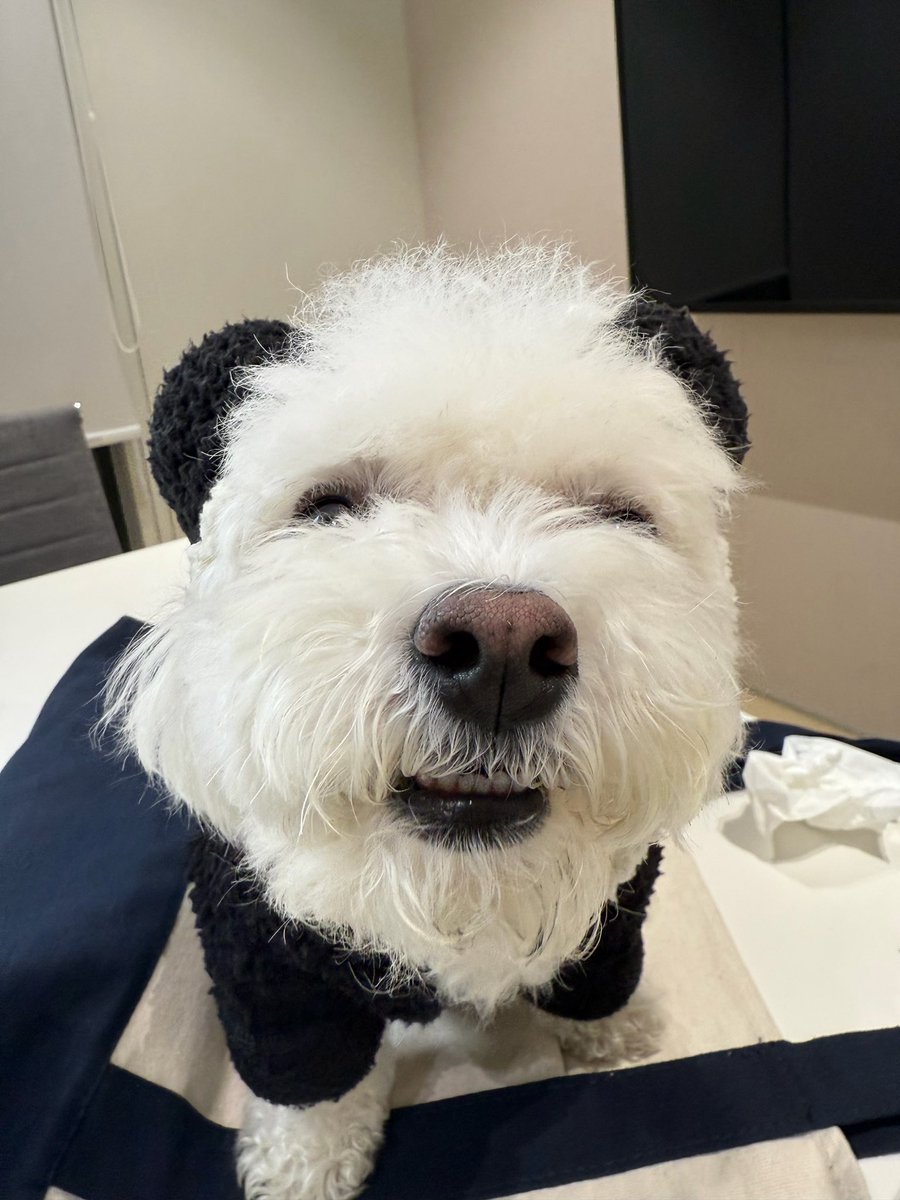 chenleveerse's tweet photo. 260717 | CHENLE BBL UPDATE

“📸 1”
“ah, did i already post this?”
“ㅋㅋㅋㅋㅋ”
“📸 2”
“back when daegal was a little chonk”
“📸 3”
“wait… is this even the same dog as the one above? ㅋㅋㅋㅋ”
“📸 4”
“does everyone remember this?”
“ㅋㅋㅋㅋㅋㅋㅋㅋㅋㅋㅋㅋㅋㅋㅋㅋㅋㅋㅋㅋㅋㅋㅋㅋㅋㅋㅋㅋㅋㅋㅋㅋㅋㅋㅋㅋㅋㅋㅋㅋㅋㅋ”
“for anyone who doesn’t know…”
“i gave baby daegal a haircut once and this was the result”
“ㅋㅋㅋㅋㅋㅋㅋㅋㅋㅋㅋㅋㅋ”
“one day i’ll do it again”
“😈”

#천러 #チョンロ #钟辰乐 #辰乐 #CHENLE